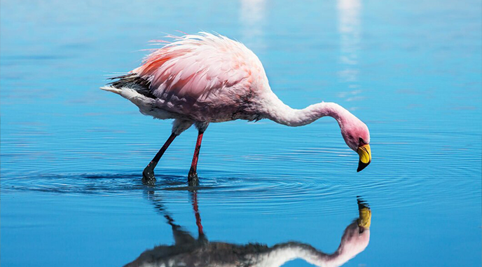 bird watching in Lake Bogoria